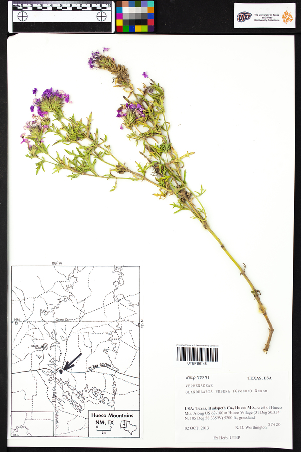 Verbena hassleriana image