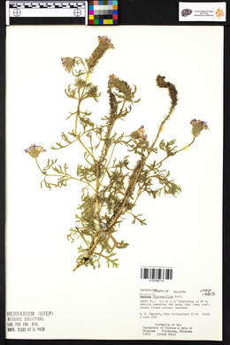 Glandularia bipinnatifida image