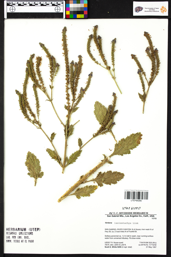 Verbena lasiostachys image