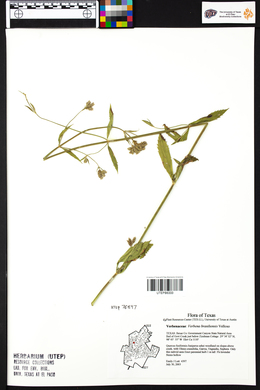 Verbena brasiliensis image