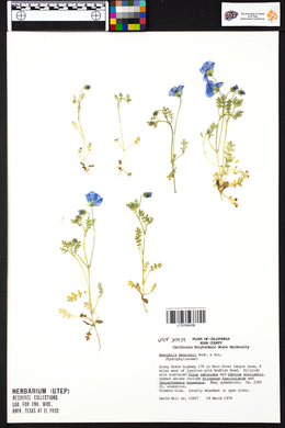 Nemophila menziesii image