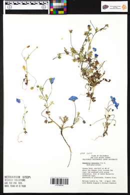 Nemophila menziesii image