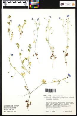 Nemophila menziesii image