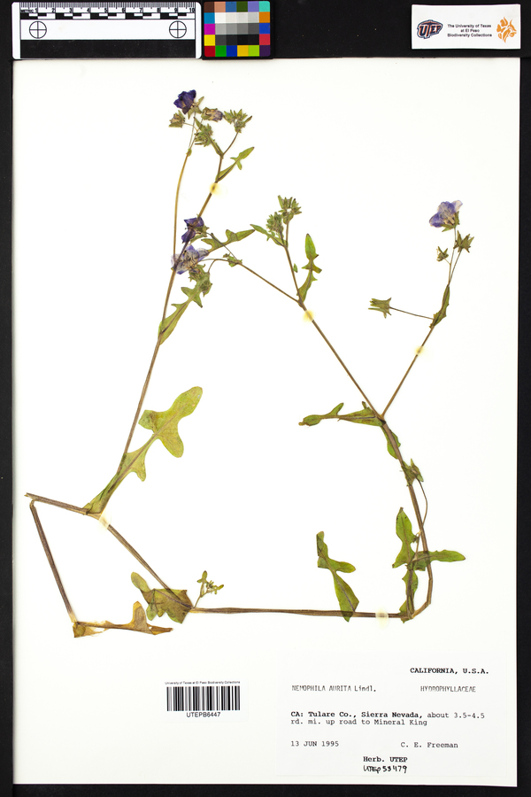 Nemophila aurita image