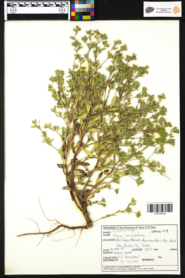 Nama parvifolium image