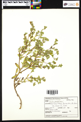 Nama parvifolium image