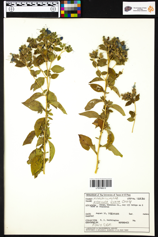 Hydrolea ovata image