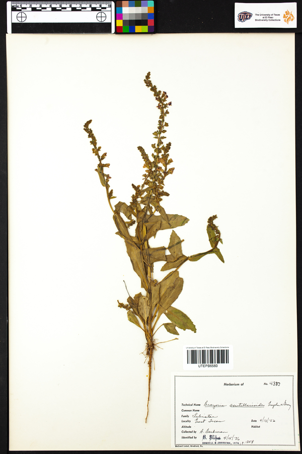 Brazoria scutellarioides image