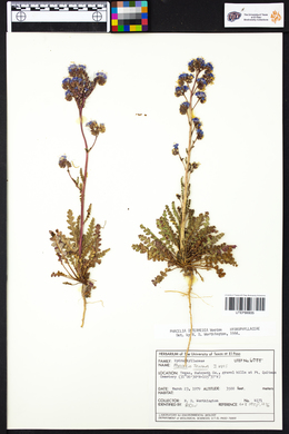 Phacelia intermedia image