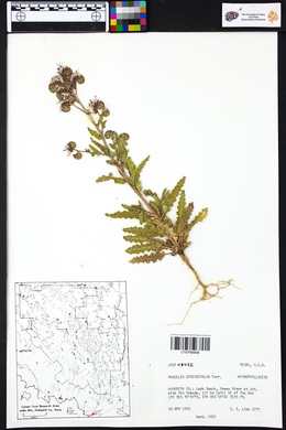 Phacelia integrifolia image