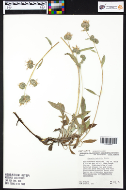 Phacelia imbricata image