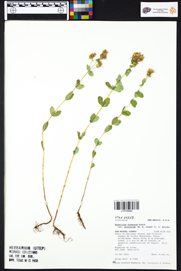 Hypericum scouleri subsp. nortoniae image