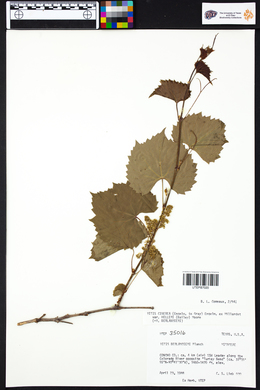 Vitis cinerea image