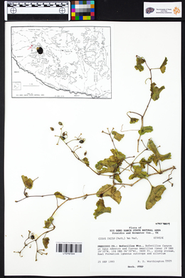 Cissus trifoliata image