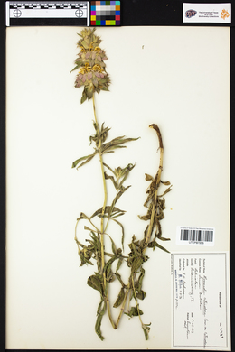 Monarda citriodora subsp. citriodora image