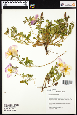 Oenothera speciosa image