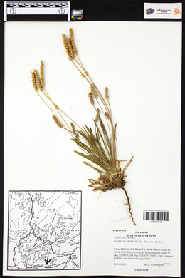 Plantago hookeriana image