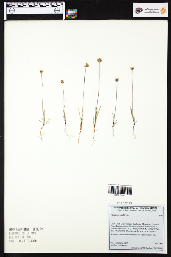 Plantago erecta image