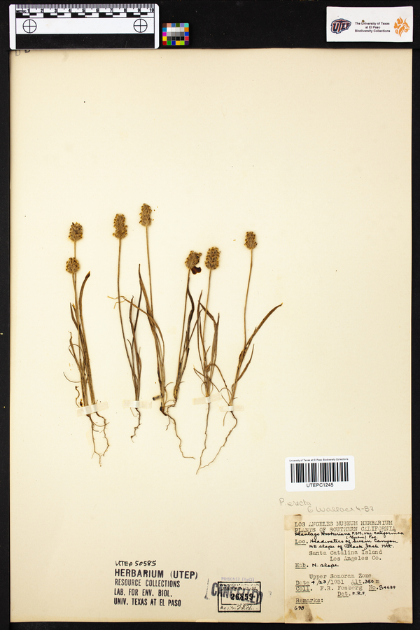 Plantago erecta image
