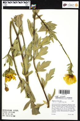 Romneya coulteri image