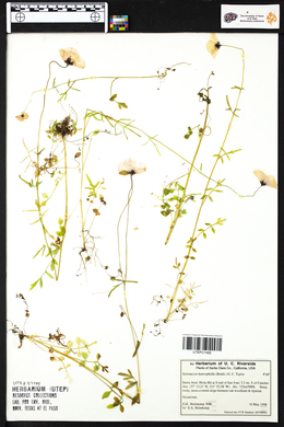 Stylomecon heterophylla image