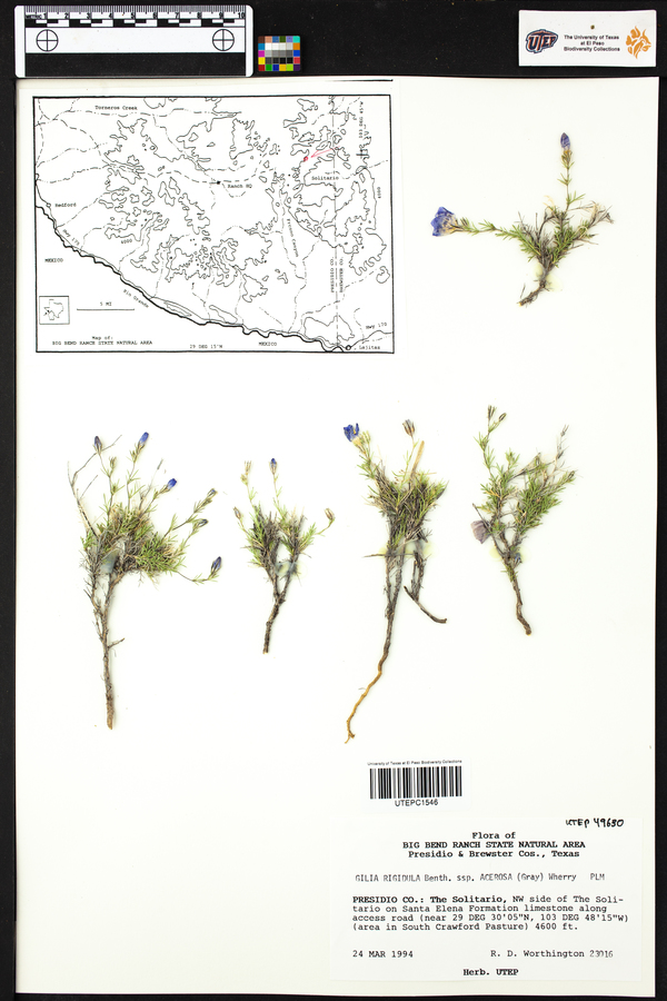 Gilia rigidula image