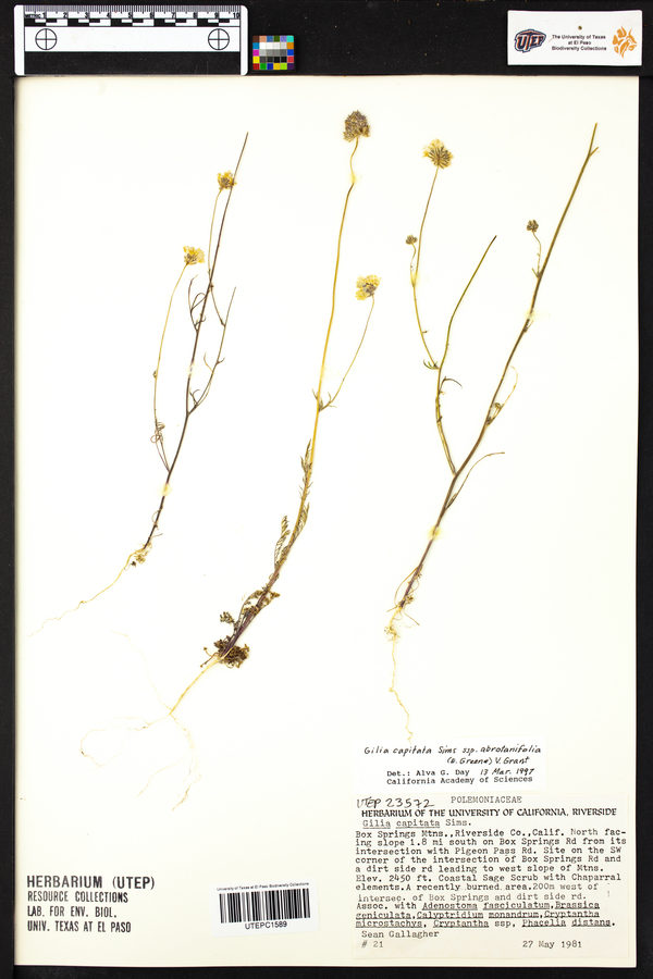 Gilia capitata image