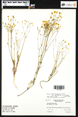 Gilia cana var. speciformis image