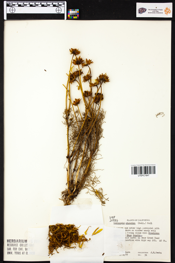 Coreopsis gigantea image