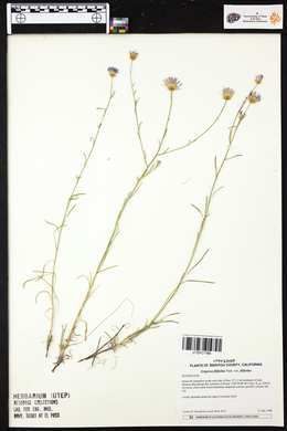 Erigeron filifolius var. filifolius image