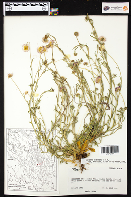 Erigeron divergens image