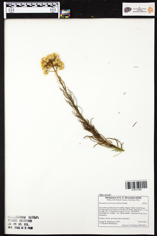 Ericameria arborescens image