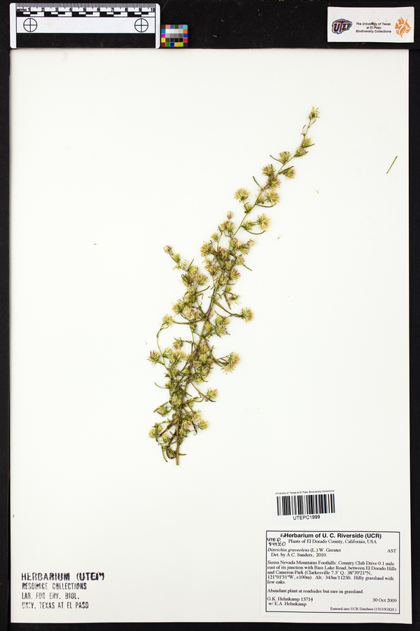 Dittrichia graveolens image