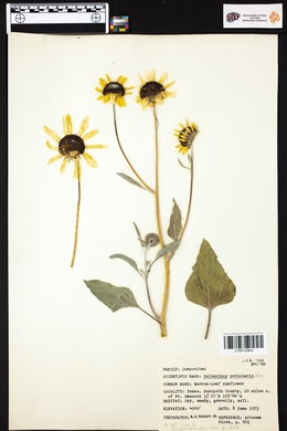 Helianthus petiolaris image