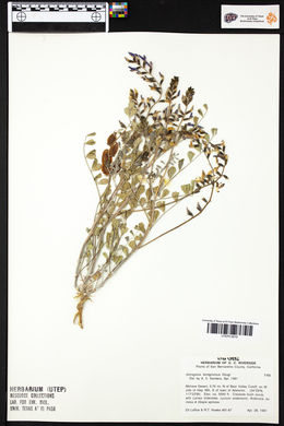Astragalus lentiginosus image