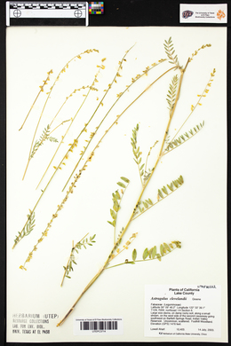 Astragalus clevelandii image