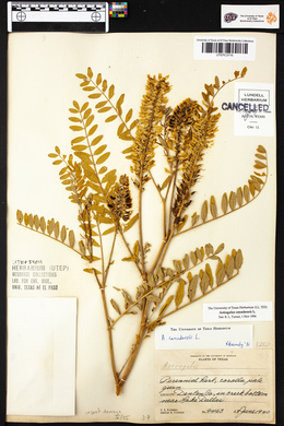 Astragalus canadensis image