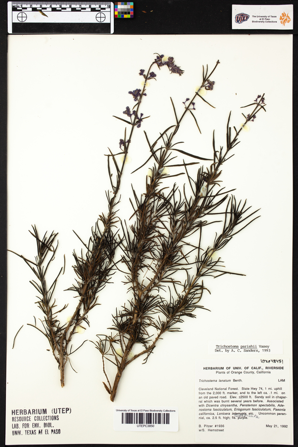 Trichostema parishii image