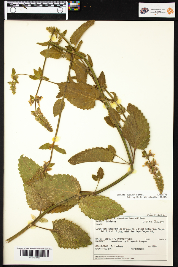 Salvia bullata image