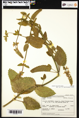 Image of Salvia bullata