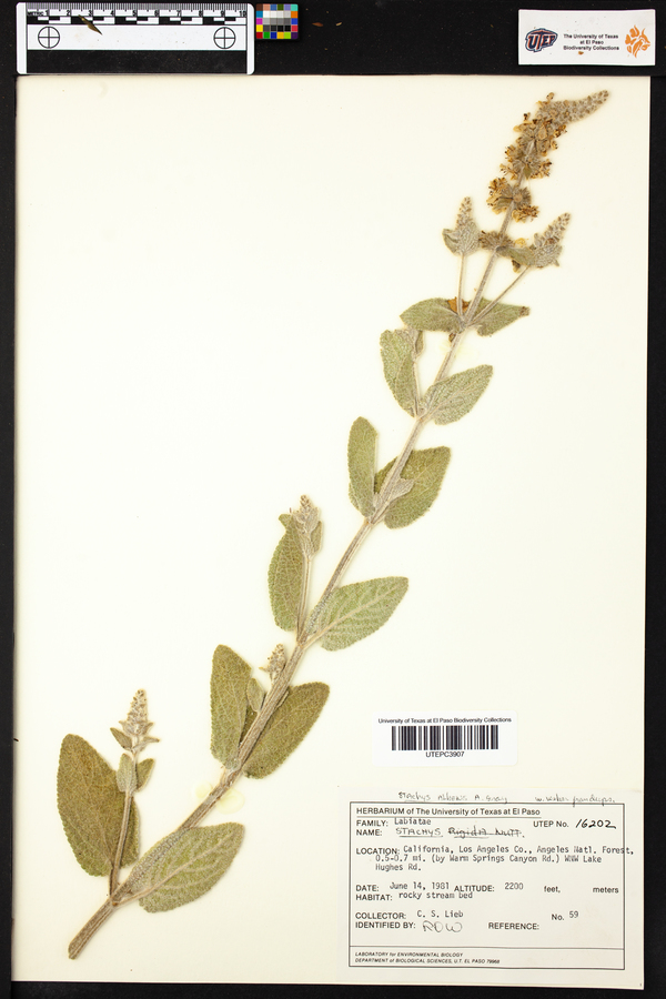 Stachys germanica subsp. germanica image