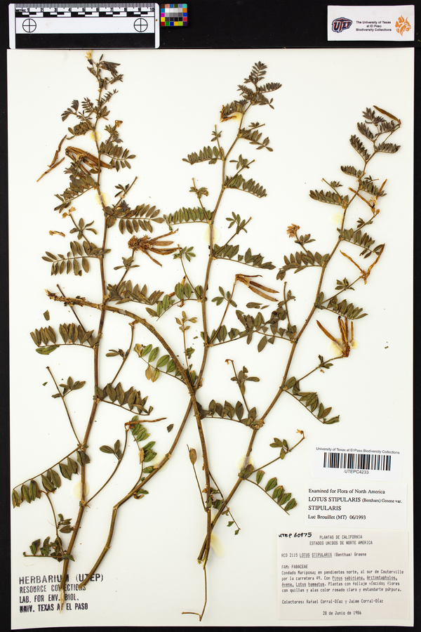 Lotus stipularis var. stipularis image