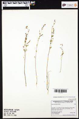 Lotus micranthus image