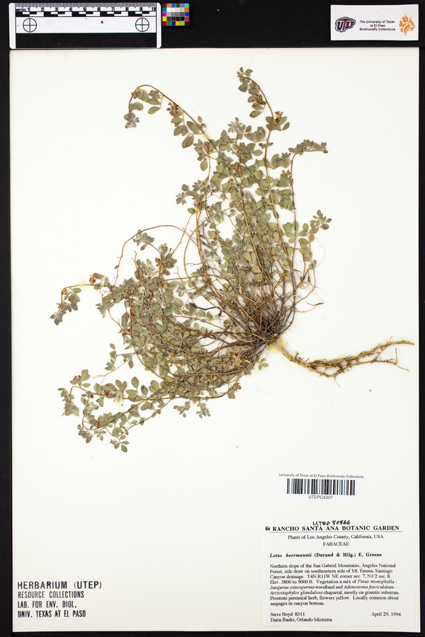 Lotus heermannii image