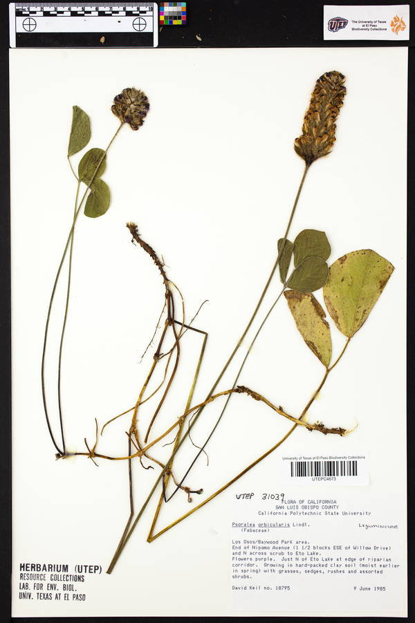 Psoralea orbicularis image