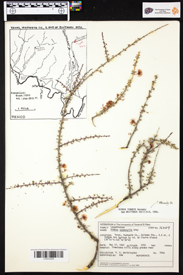 Mimosa turneri image