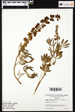 Lupinus latifolius image