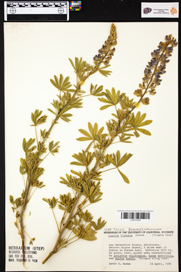 Lupinus formosus image