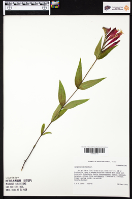 Spigelia marilandica image