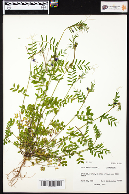 Vicia sativa subsp. nigra image